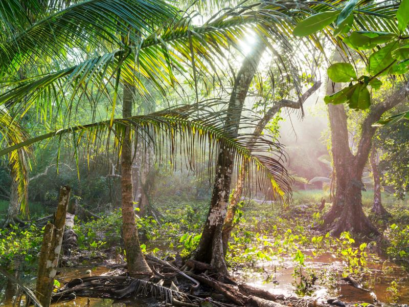 Forest and wet soil in Costa Rica